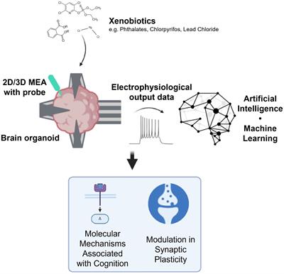 Organoid intelligence for developmental neurotoxicity testing